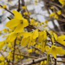 향기4로 이미지