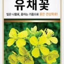 구리한강시민공원 | 유채꽃 피기 시작하면 가야 할 곳, 구리 한강시민공원 완벽 정리