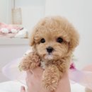 김해 강아지분양 베베몽 이미지