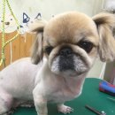 아지와 양이 이미지