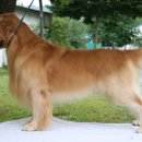 도그피아 이미지