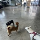 두두리 | 경남 대형견 애견카페 김해 두두리 마당 상주견있는곳