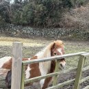 차돌목장 이미지