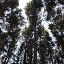 서귀포자연휴양림 이미지