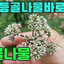 등골나물(산택란)―등골나물의 개화, 토종 등골나물 종류와 구별요령 조회수 4.2천회 3년 전 이미지