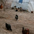 원스농장 이미지