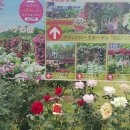 장미하우스 이미지