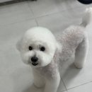 오구오구 펫살롱 이미지