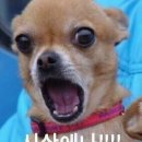 어서오시개 이미지