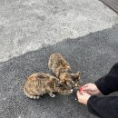 근육편의점 | 편의점 고양이 츄르 잘 안먹는 편식묘가 맛있게 먹었던 냥쌤스틱 후기