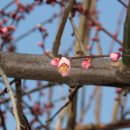 매화1공원 이미지