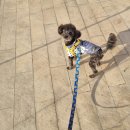 펫밀리샵 이미지