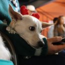 플란다스 이미지