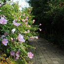 탄금대로 2L 이미지