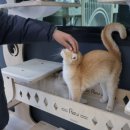 냥이의하루 카페.분양 이미지