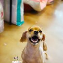 애견미용실 바비펫 이미지