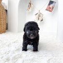 오독안심분양센터 강아지분양 고양이분양 하남점 이미지