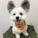 파피용
