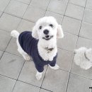 세종애견훈련소 네이버블로그