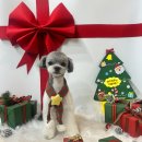 행복하개키울고양 이미지