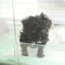 사랑애견샵 이미지