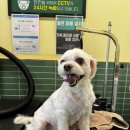 버블독스(안산초지점) 이미지