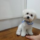 권미정펫살롱 Daum카페
