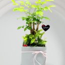 해피트리 이미지