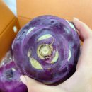 바람햇살농장 | 콜라비 피클 만들기 , 제주수보름농장 콜라비로 직접 만들어봄