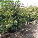 하천리-7 이미지