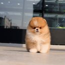 딜라잇독 앤 캣 강아지고양이 분양 시흥 | 시흥강아지분양 찾던 중 운명처럼 만난 나의 천사