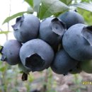 산막골 농장 이미지