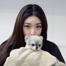 모여라 댕댕 이미지