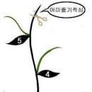 참외 순지르기 방법입니다.[ 참고자료입니다] 이미지