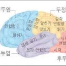 전두연합령(前頭聯合領) ＞ 편도체(扁桃體) 이미지