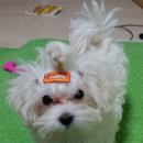 [소상공인 국비교육][6/18] 아로마 조향(원데이클래스) | [공지] 바이도로시 반려동물 아로마테라피 레벨 1 자격증 과정 개강 안내