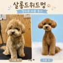 멍살롱 | 살롱드위드멍 | 송파 애견 미용 솔직후기, 말티푸1cm스포팅, 주차