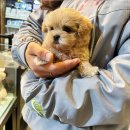 미니퍼피 이미지