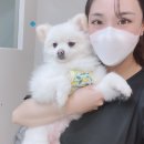 맘댕미 이미지