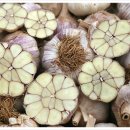 닭키우는 회장님 이미지