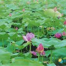 도새울마을 이미지