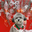 하이몽 애견미용실 이미지