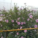 그린비치팬션 이미지