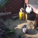 스마일러 Daum카페