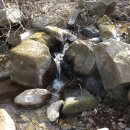 버들강아지 이미지