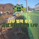 경기 광주 나무 벌목 후기, 위험한 나무 제거부터 뒷정리까지