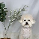 위드 더 독 이미지