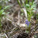 손잎제비꽃(Viola dactyloides Schult.) 이미지
