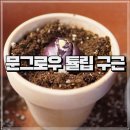 온곡길 | 울산 서생 문그로우농원 튤립 히야신스 구근 방문구매 후기