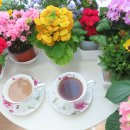 예쁜커피나무 이미지